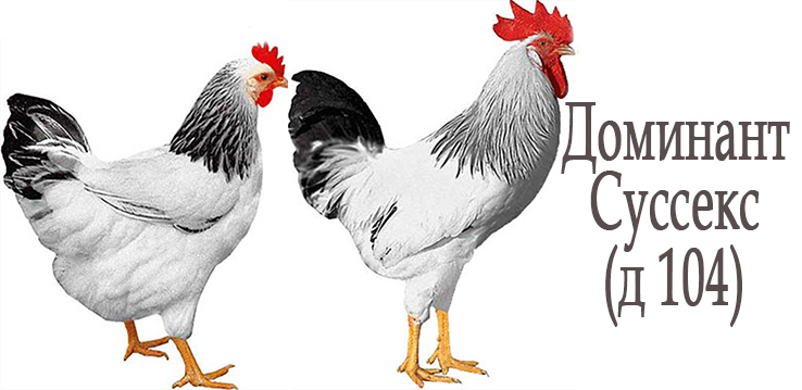 доминант д 104 порода кур. куры несушки доминант суссекс. куры доминант суссекс. доминант д104. куры доминант суссекс 104.