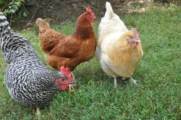 Породистые куры Доминант описание кросса